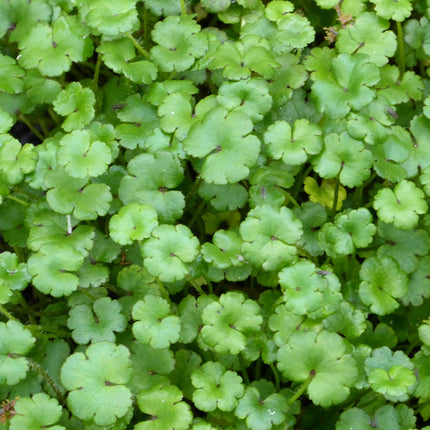 Miniature pennywort | Hydrocotyle nova zealand