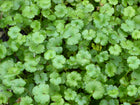 Miniature pennywort | Hydrocotyle nova zealand