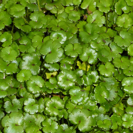 Miniature pennywort | Hydrocotyle nova zealand