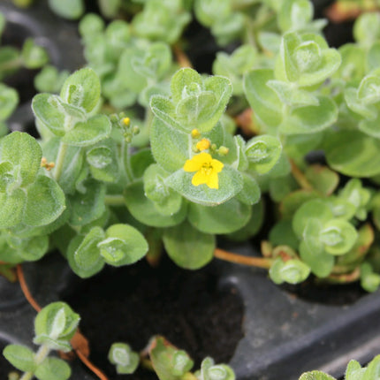 Marsh St John's wort | Hypericum elodes
