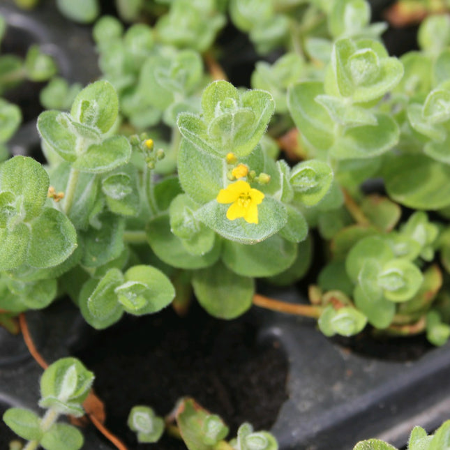 Marsh St John's wort | Hypericum elodes