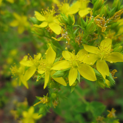 Square-stalked St John's wort | Hypericum tetrapterum
