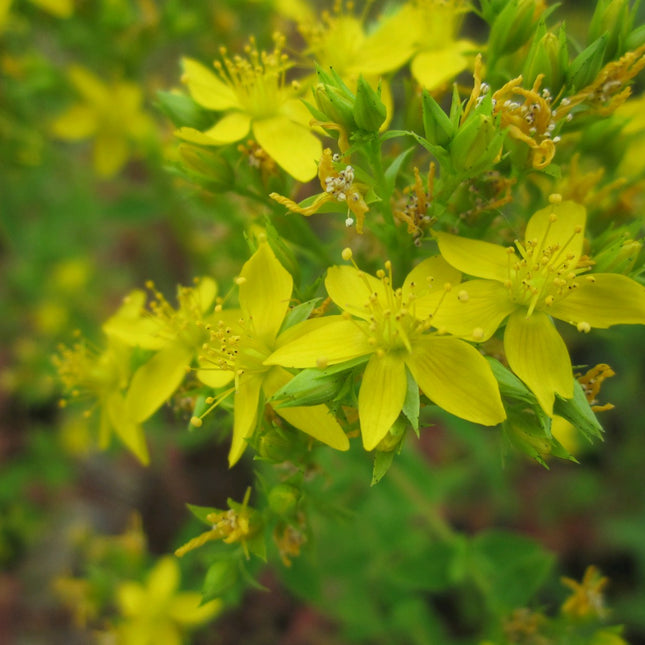 Square-stalked St John's wort | Hypericum tetrapterum