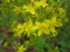 Square-stalked St John's wort | Hypericum tetrapterum