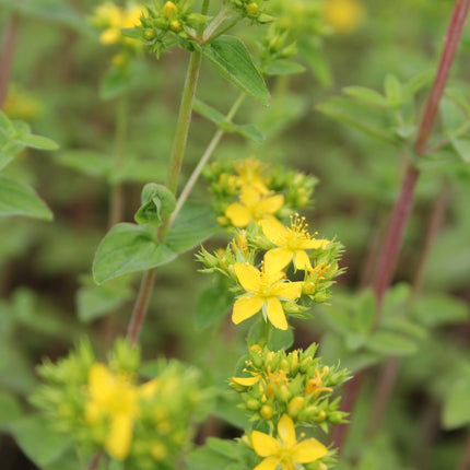 Square-stalked St John's wort | Hypericum tetrapterum