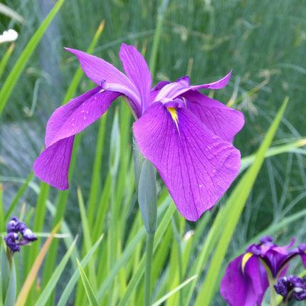 Japanese clematis iris | Iris ensata 'kaempferi'