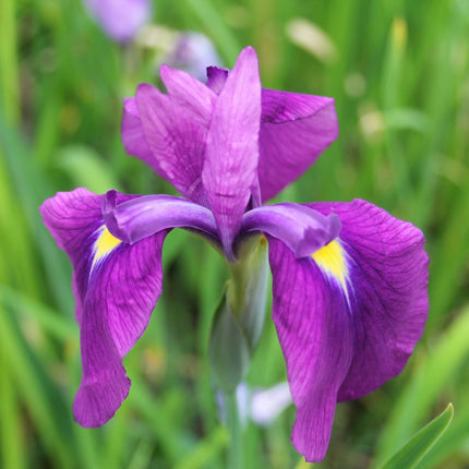 Japanese clematis iris | Iris ensata 'kaempferi'