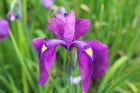 Japanese clematis iris | Iris ensata 'kaempferi'