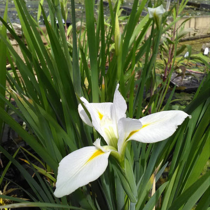 Iris louisiana 'Her Highness'