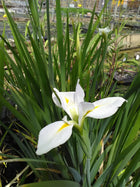 Iris louisiana 'Her Highness'