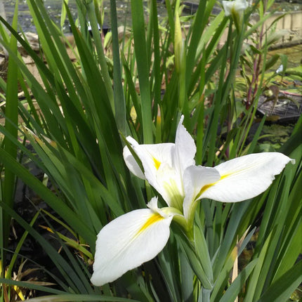 Iris louisiana 'Her Highness'