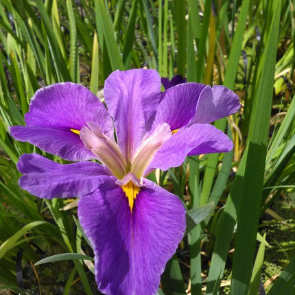 Iris louisiana 'Pegaletta'