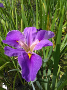 Iris louisiana 'Pegaletta'