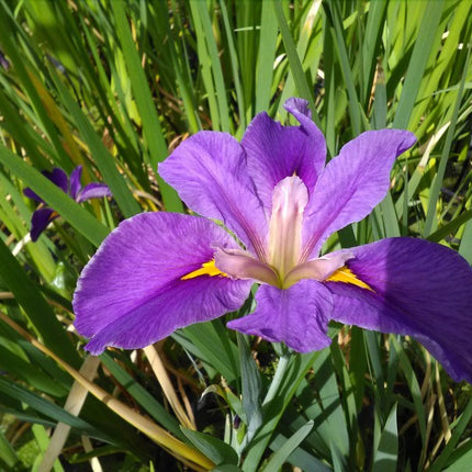Iris louisiana 'Pegaletta'