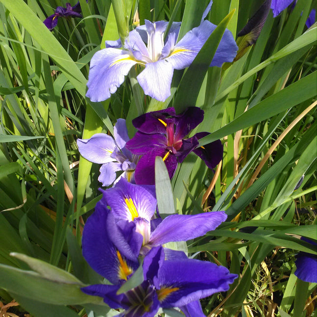 Iris louisiana Mixed
