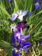 Iris louisiana - mixed