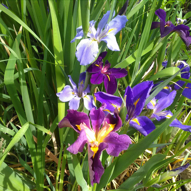 Iris louisiana Mixed