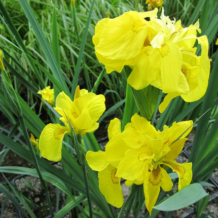 Double yellow flag | Iris pseudacorus 'Flore Pleno'
