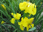 Double yellow flag | Iris pseudacorus 'Flore Pleno'