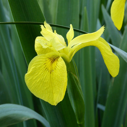 Yellow flag | Iris pseudacorus