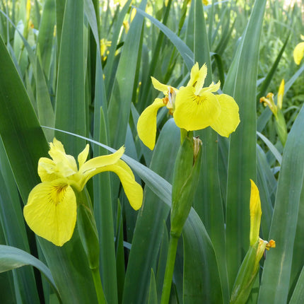 Yellow flag | Iris pseudacorus