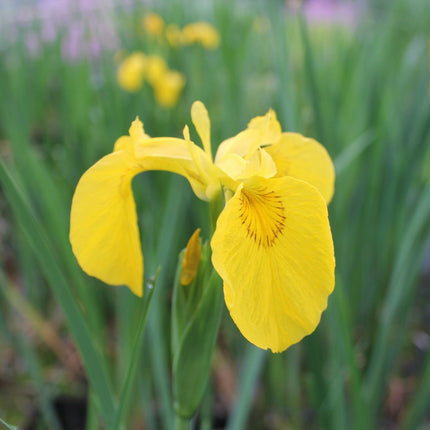 Yellow flag | Iris pseudacorus