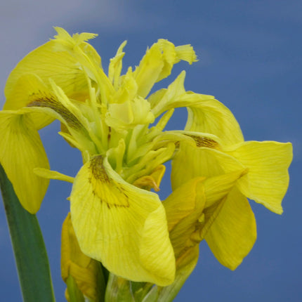 Yellow flag | Iris pseudacorus