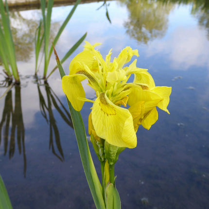 Yellow flag | Iris pseudacorus