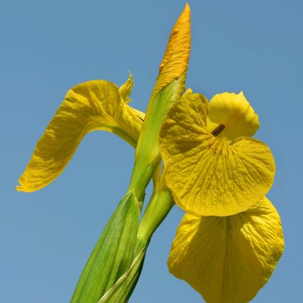 Yellow flag | Iris pseudacorus