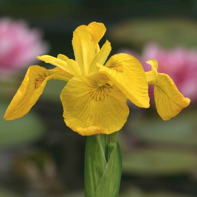 Yellow flag | Iris pseudacorus