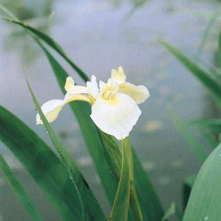 Iris pseudacorus bastardii