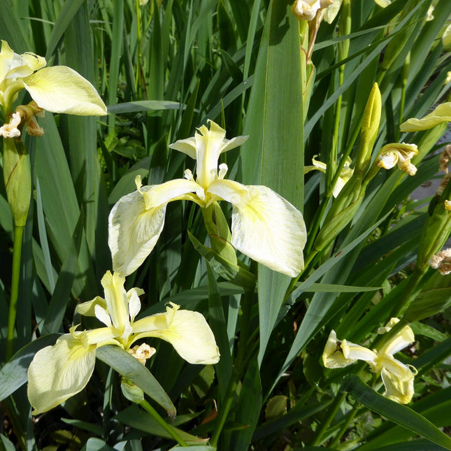 Iris pseudacorus bastardii