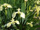 Iris pseudacorus bastardii