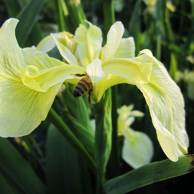 Iris pseudacorus bastardii