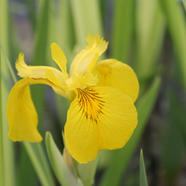 Variegated yellow flag | Iris pseudacorus 'Variegata'