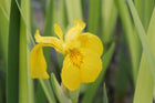 Variegated yellow flag | Iris pseudacorus 'Variegata'