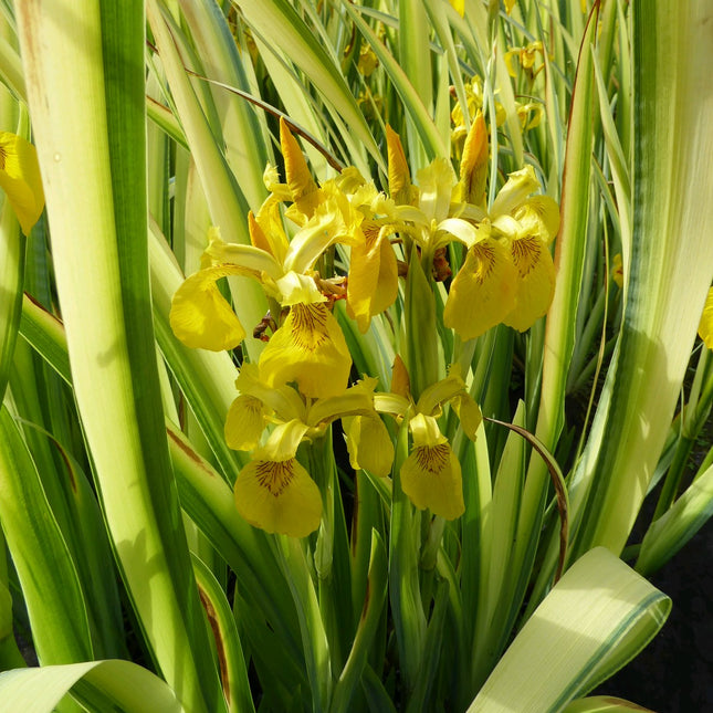 Variegated yellow flag | Iris pseudacorus 'Variegata'