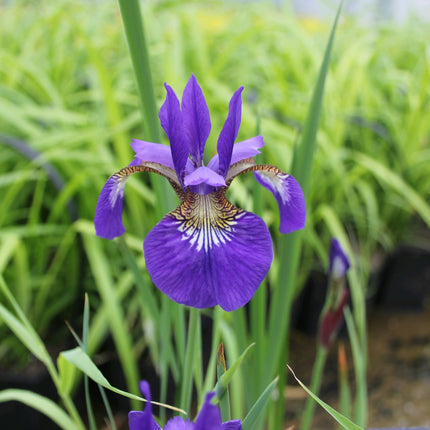 Siberian flag | Iris sibirica