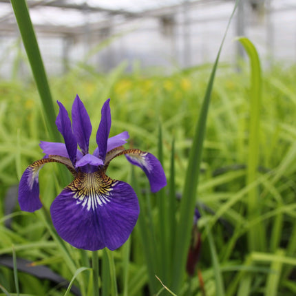 Siberian flag | Iris sibirica