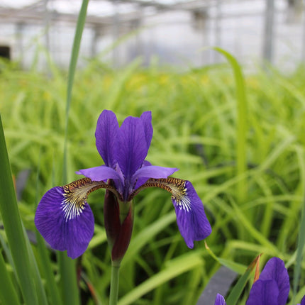 Siberian flag | Iris sibirica