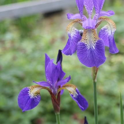 Siberian flag | Iris sibirica