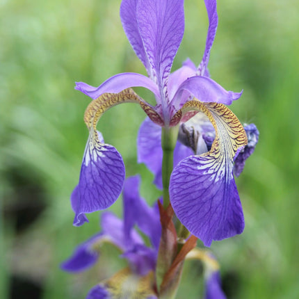 Siberian flag | Iris sibirica