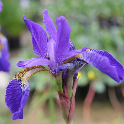Siberian flag | Iris sibirica