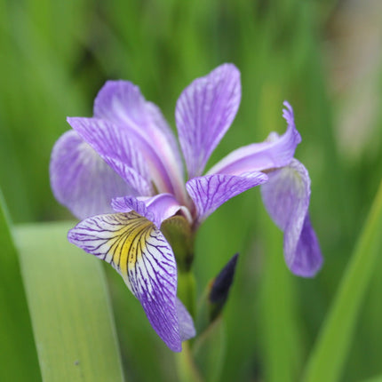 Siberian flag | Iris sibirica