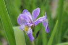 Siberian flag | Iris sibirica