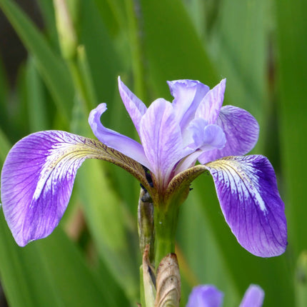 Blue flag | Iris versicolor