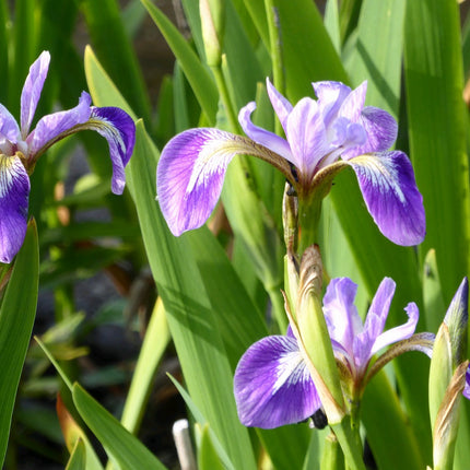 Blue flag | Iris versicolor