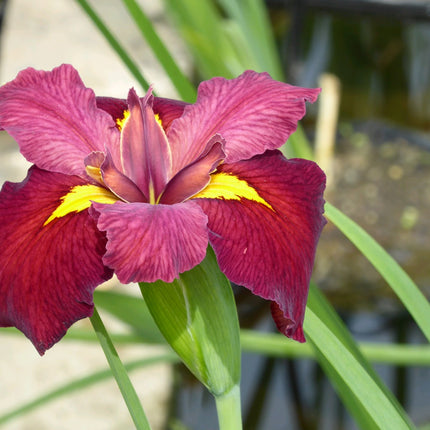 Iris louisiana 'Ann Chowning'
