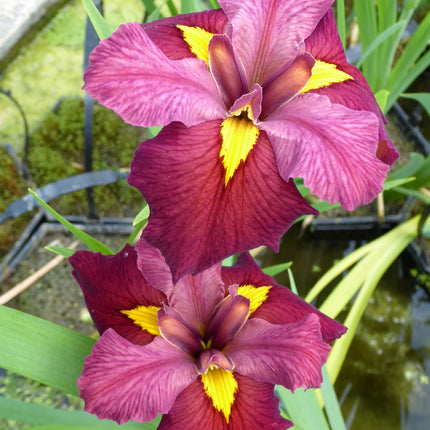 Iris louisiana 'Ann Chowning'