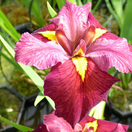 Iris louisiana 'Ann Chowning'